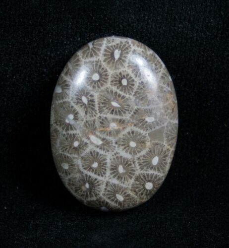Polished Fossil Coral Cab - Indonesia (small) #4632